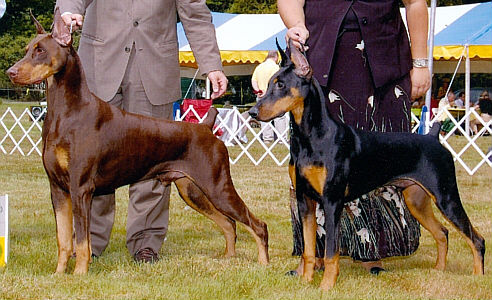 Dobermans